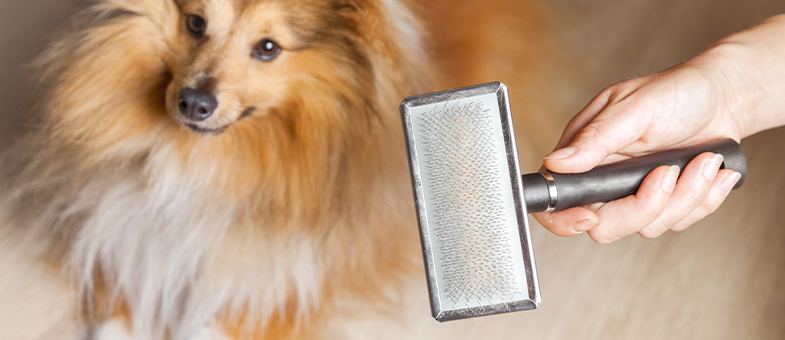 Ein Collie wird mit einer Bürste gekämmt. 