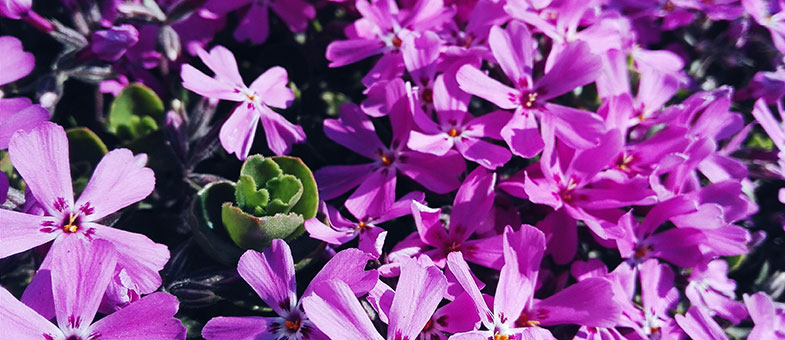 Blumenwiese lila violett