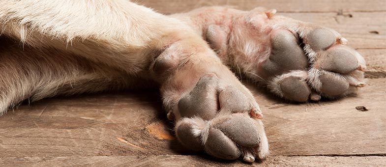 Zekratzen Hundekrallen das Laminat