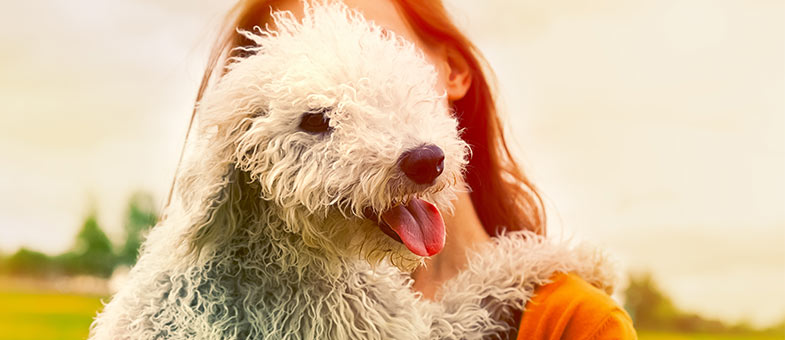 Bedlington Terrier