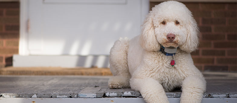 Lagotto Romagnolo