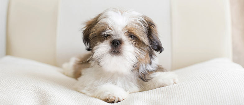 Shi Tzu