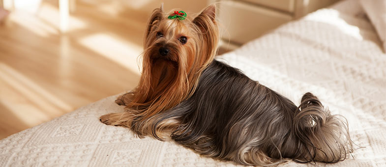 Yorkshire Terrier