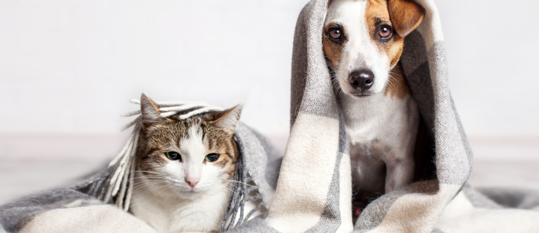 Hund und Katze kuscheln