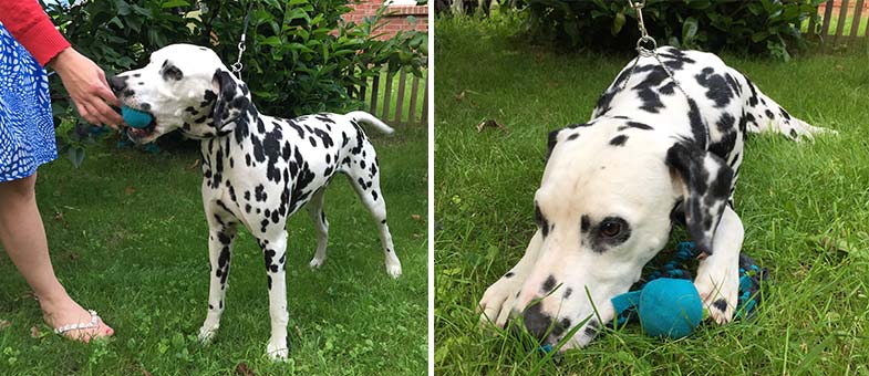 Dalmatiner spielt mit dem Hundespielzeug