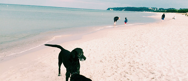 Hundestrand auf Rügen