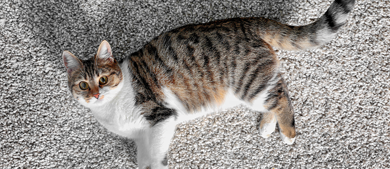 Mit einem Tierhaarstaubsauger von Bosch lassen sich Katzenhaare ganz einfach vom Teppich entfernen. 