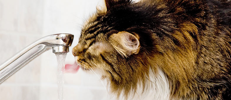 Katze trinkt am Wasserhahn