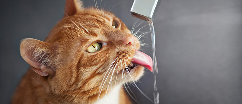 Katze trinkt wenig