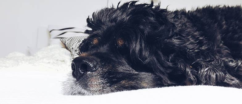 Hund sitzt auf Couch