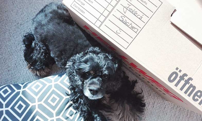 Der Hund zieht um