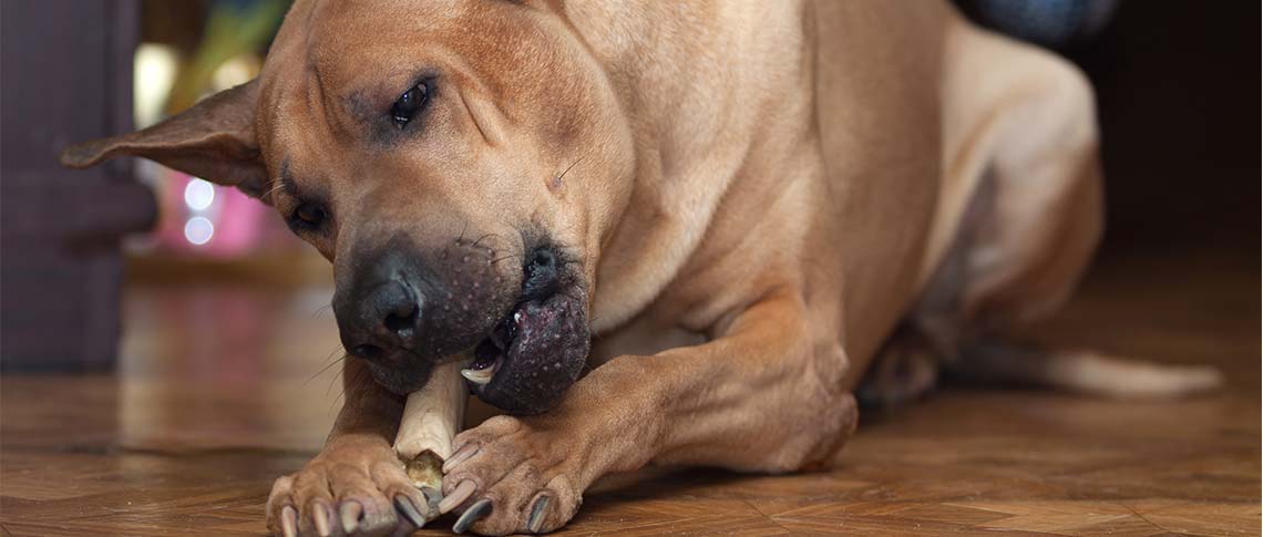 Knochen als Geschenk für den Hund