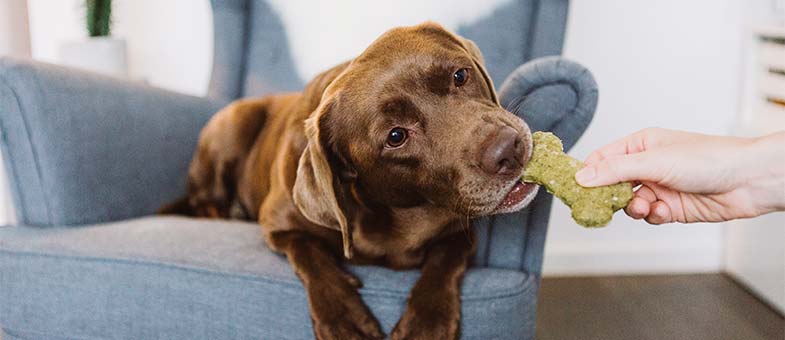 Hund frisst Hundekeks mit Kokosnuss