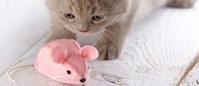 Katze spielt mit Maus