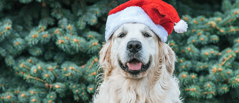 Hund mit Weihnachtsmütze