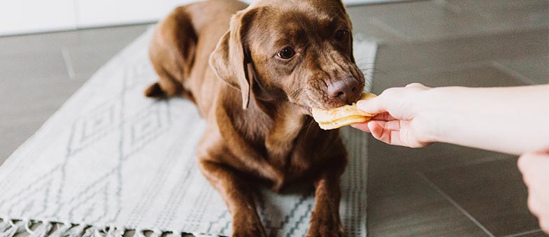 Apfel-Leckerli für Hunde