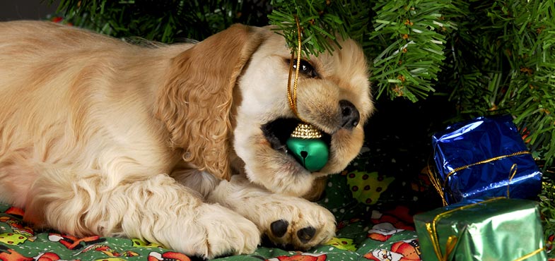 Hund knabbert an Weihnachtsdekoration