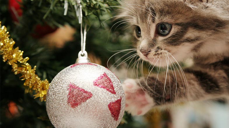 Katze klettert auf Weihnachtsbaum