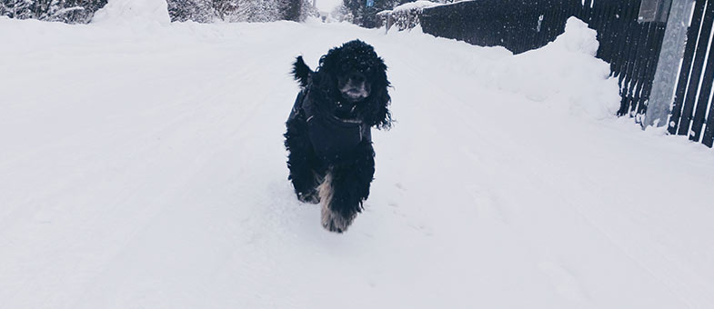 Hund beim Training im Schnee