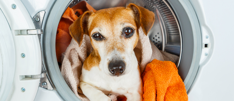 Etwas Essig in der Waschmaschine hilft, Hundegeruch aus der Kleidung zu entfernen.