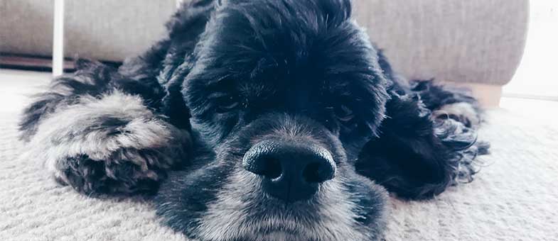 Gestresster Hund