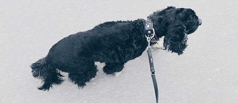 Entspannte Rutenhaltung beim Hund