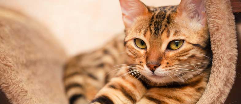 Bengalkatze haart wenig