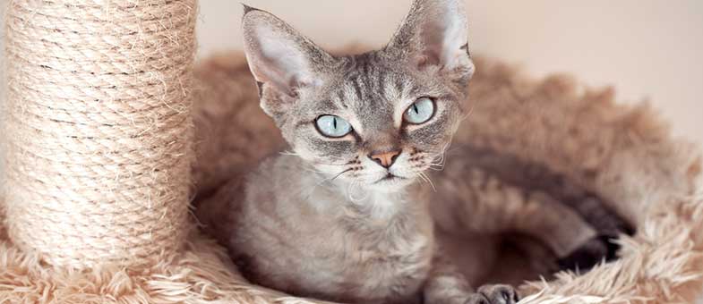 Devon Rex Katze haart wenig