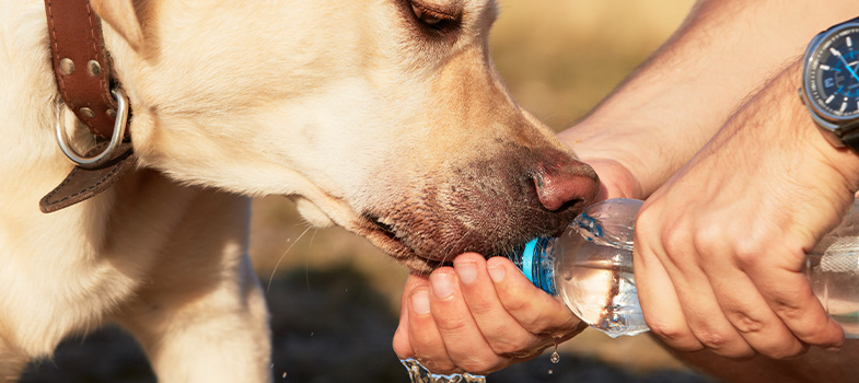 Hund trinkt Wasser 