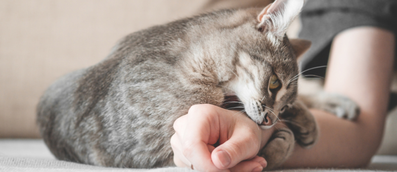 Katze Erziehen Kratzen Beißen