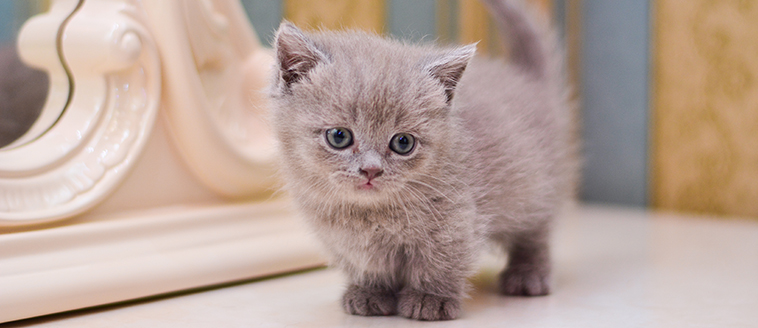 Kleinbleibende Katzen Kaufen