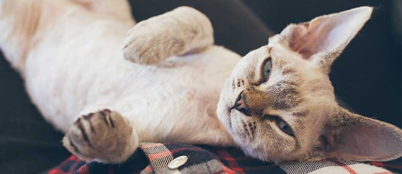 Kleine Katzenrassen Devon Rex