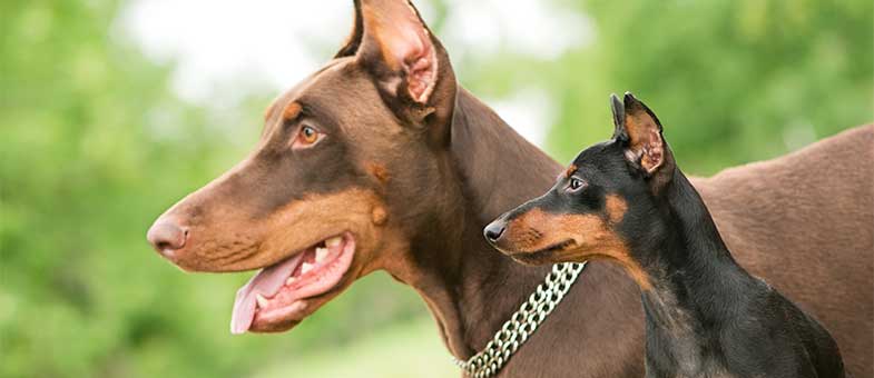 Dobermann Hund