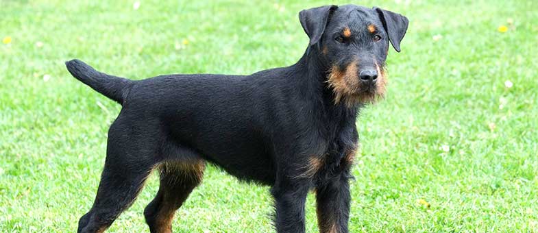 Jagdterrier Hund