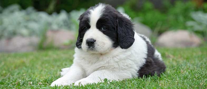 Landseer Hund