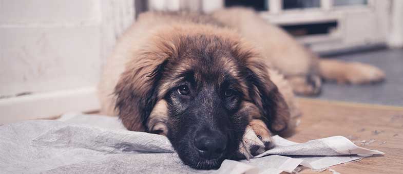 Leonberger Hund