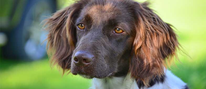 Kleiner Münsterländer