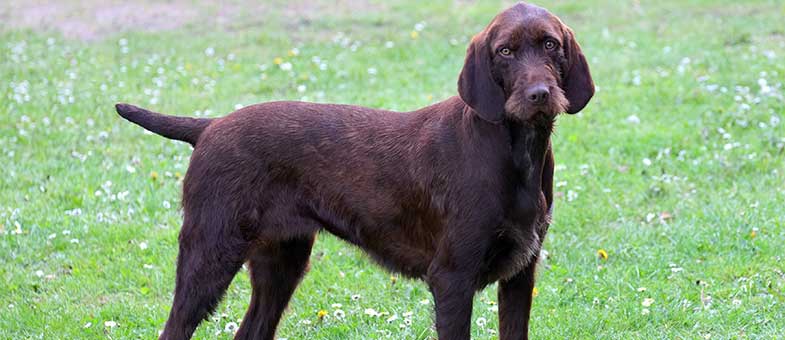 Pudelpointer Hund