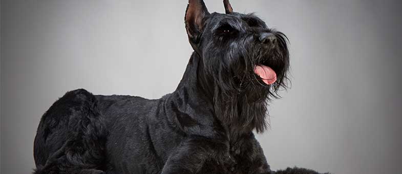 Hund Riesenschnauzer