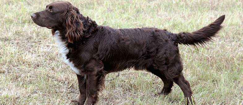 Deutscher Wachtelhund erinnert an Spaniel