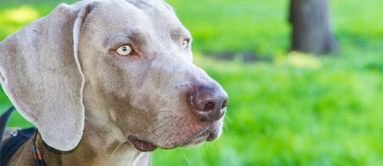 Weimaraner Hund