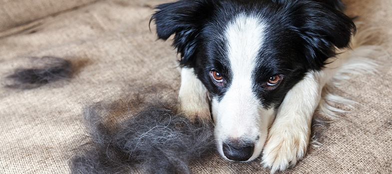 Fellwechsel beim Hund