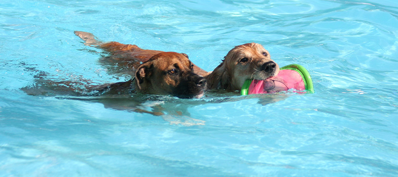 Hunde schwimmen im Wasser