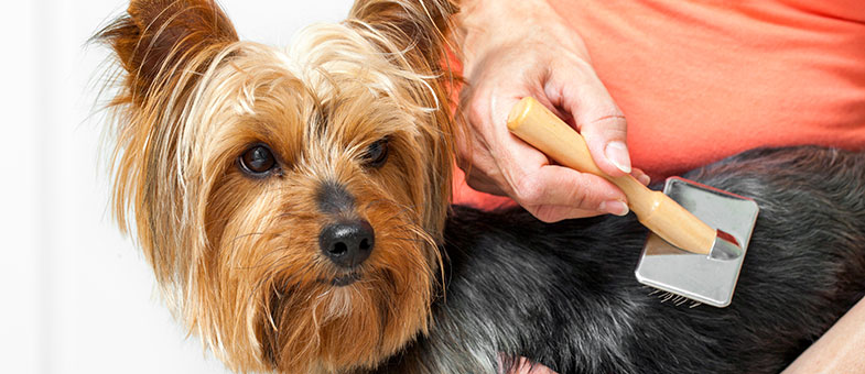 Fellpflege mit Nahrungsergänzungsmitteln für Hunde