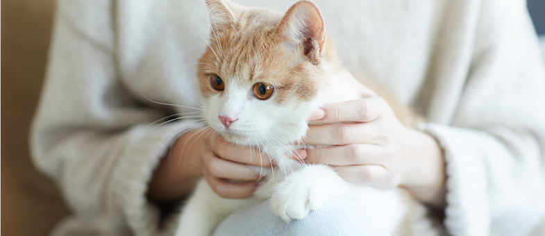 Katzenhaare von der Kleidung entfernen: Das hilft wirklich.