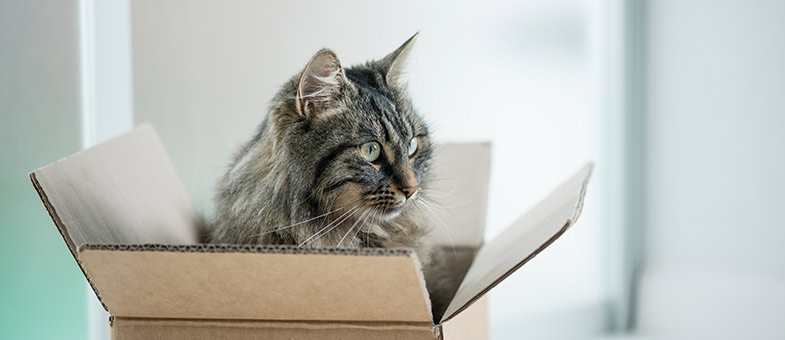 Katzen lieben Kisten
