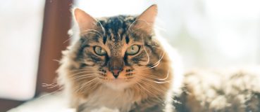 Katzenverhalten: Was wollen Katzen uns sagen?