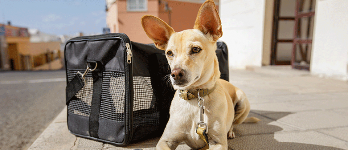 Großer Hund im Flugzeug