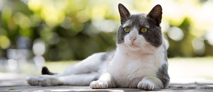 Katze liegt draußen