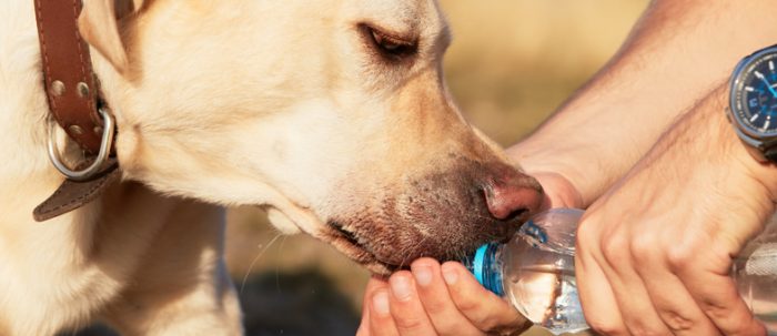 Den Hund unterwegs tränken